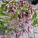 Eupatorium cannabinumKvět