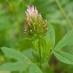 Trifolium squamosum Çiçek