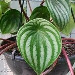 Peperomia argyreia Leaf