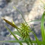 Carex flava फूल