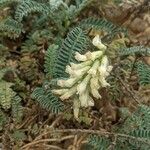 Astragalus miguelensis Flower