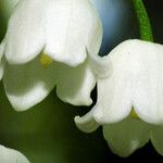 Convallaria majalis Blomma