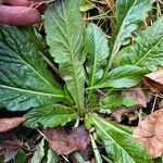 Erigeron pulchellus Leaf