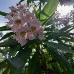 × Chitalpa tashkentensis Flower