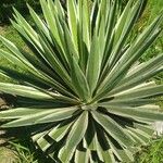 Agave vivipara Fuelha