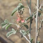 Indigofera oblongifolia Λουλούδι