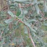 Escallonia illinita Blatt