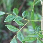 Albizia adinocephala Feuille