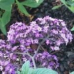 Heliotropium arborescens Flor