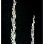 Leymus triticoides Fruit