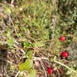 Rosa elliptica Fruto