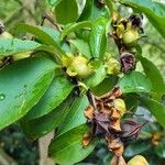 Stewartia rostrata Fruto