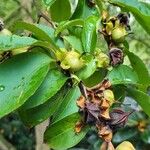 Stewartia rostrata Fruitua