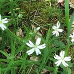 Moehringia ciliata Flower