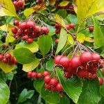 Crataegus persimilis Fruit