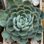 Echeveria elegans葉