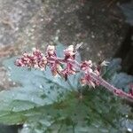 Heuchera micrantha Flower