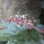 Heuchera micrantha 花