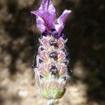 Lavandula pedunculata Цветок