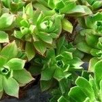 Aeonium decorum 葉