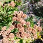 Tanacetum siculum 果実