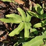 Dryopteris sieboldii Leaf