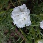 Portulaca grandifloraBlomst