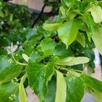 Tilia americana Leaf