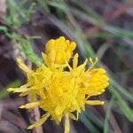 Galatella linosyris Virág