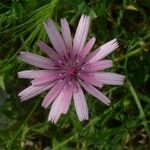 Crepis rubra Fleur