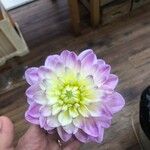 Dahlia pinnataFloare