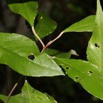 Morisonia morenoi Leaf