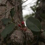 Syzygium pancheri Fruit