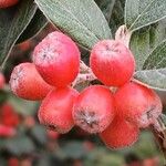 Cotoneaster franchetii Fruto