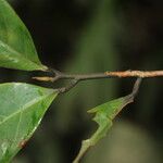 Coelocaryon preussii Leaf