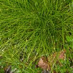 Carex remota Hábito