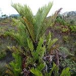 Blechnum loxense Feuille