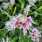 Dianthus superbusЦвят