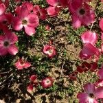 Cornus florida Çiçek