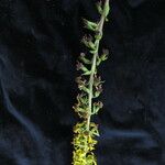 Ligularia fischeri Habitus