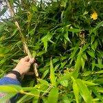 Phyllostachys aurea Leaf