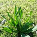 Drimia pancration Hoja