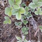 Potentilla nepalensis Hoja