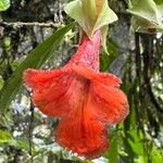Drymonia rubra Flower