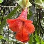 Drymonia rubra Flor