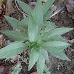 Ocimum americanum L.Leaf