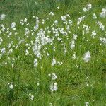 Eriophorum latifolium 果実