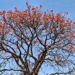 Erythrina abyssinica പുഷ്പം