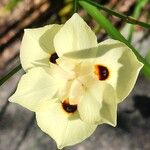 Dietes bicolor പുഷ്പം