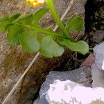 Botrychium lunaria Leaf